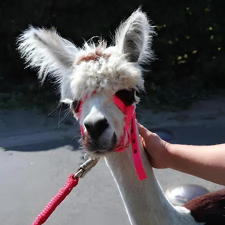 Friccius Schulp (Dithmarschen)