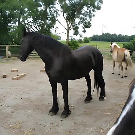 Friccius * Schulp (Dithmarschen)